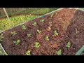 HOW I SAVED MY VEGETABLE GARDEN FROM HOUSTON TEXAS SPRING SUMMER 2022 100 DEGREE HEAT WAVE PART 1