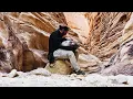 Download Lagu Alwadi Almulawan - Kirill Osherov - Handpan music in Sinai Desert