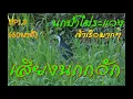 Download Lagu ฮวกกัดดะ | เสียงนกกวัก เวียตนาม EP1.3 [Bird sounds for trapping]Ruak Ruak Bird Trap