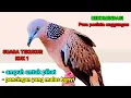 Download Lagu Sekali kuk ...!!  tekukur dirumah bisu pasti nyaut gacor