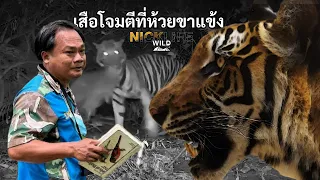  ไขปริศนา!! ทำไมเสือโคร่งห้วยขาแข้ง ถึงจู่โจมมนุษย์ Nick Wildlife EP.56