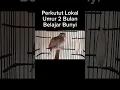 Download Lagu Perkutut Lokal Anakan - umur 2 bulan belajar Bunyi #suarapikatperkutut #산비둘기 #bunyiperkutut #shorts