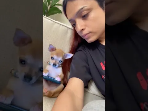 Funny Chihuahuas always bring joy to everyone 🐶🤣#chihuahua #funnyanimals #pets #dog #fyp