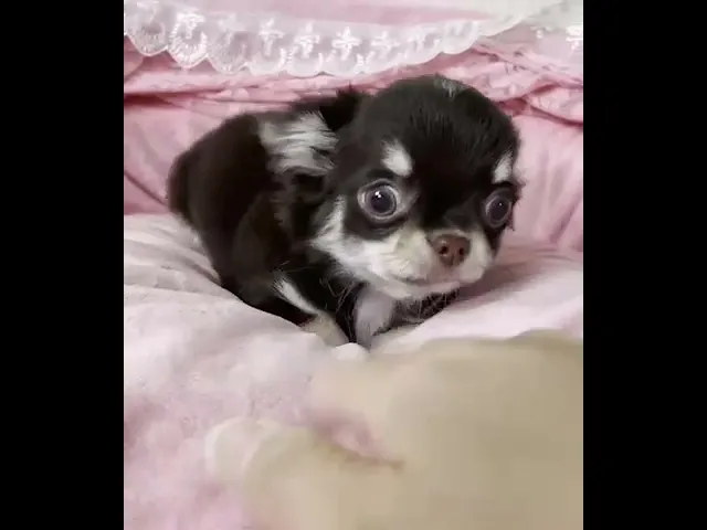 動画