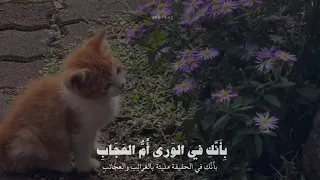 طويل الشوق يبقى في اغتراب سبحان الله لايك اشتراك 