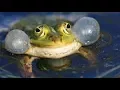 Download Lagu Frogs - Ringtone [With Free Download Link]