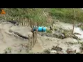 python snake trap using live chicken