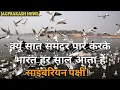 Why do Siberian birds cross seven seas to come to India every year