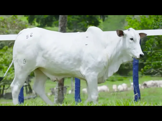 Novilha Nelore JESB - 49