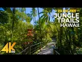 Download Lagu 4K Sunny Day Walk in a Tropical Forest - Jungle Trails of Hawaii Tropical Botanical Garden