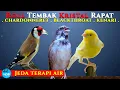 Download Lagu MASTER  3 chardonneret, blackthroat,  kenari  Jeda terapi air  |  Roll tembak rapat kristal Jernih