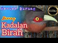 Download Lagu burung kadalan birah | review burung | @fishandbird4910