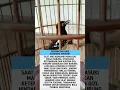 Perawatan Anis Kembang Mabung #burung #kicaumania #burungkicau