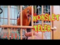 Download Lagu ANIS MERAH TELER ,FULL ISIAN
