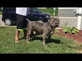 BEST XXL PITBULL ON EARTH 28 INCH HEAD BLUENOSE PITBULL MANMADE KENNELS BULLYADE ELECTROLYTES