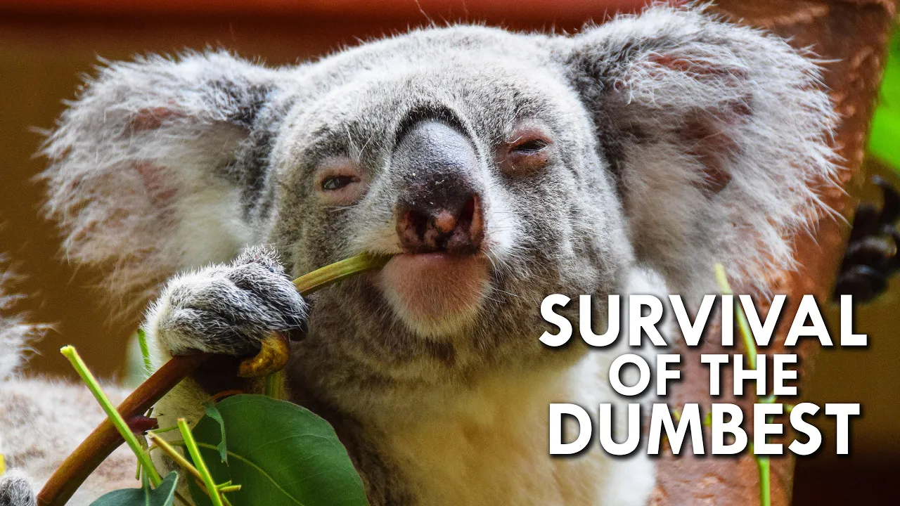 Outline Video Koalas: When Stupidity is a Survival Strategy