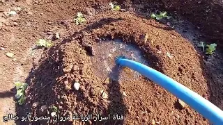 طريقة زراعة الفجل والشكر الاخاص إلى الأخ مروان منصور في موافقة النشر رابط قناتة في الوصف 