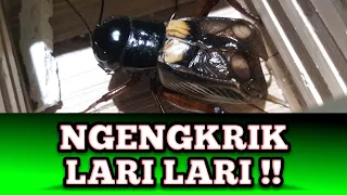 Download SUARA JANGKRIK PENGUSIR TIKUS SUARA ASLI MP3