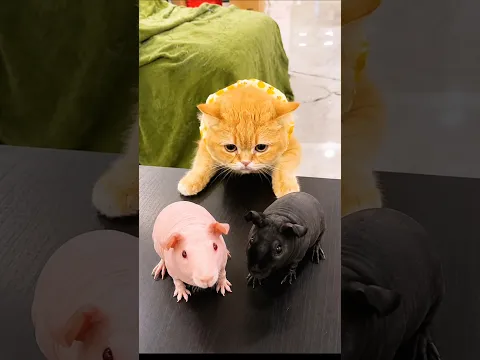 The Guinea Pig Turned Black Again! 😳