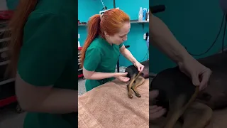 Dr Jeff Dr Petra Unleashed
