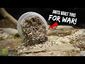 FIRE ANTS vs BLACK ANTS Another Ant War