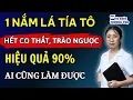 Lagu Bí Quyết Từ Lá Tía Tô: Cắt Đứt Trào Ngược “Thần Tốc”, Giảm Co Thắt Dạ Dày Đến Mức Khó Tin!