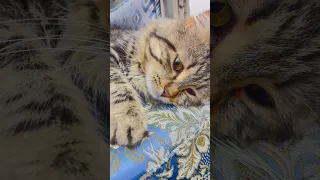 عض و بيعض و بيخرمش و اخلاقو قافله بس شكلو بيشفع الو اكسبلور Foryou كوميديات Cat قطط Vibes 