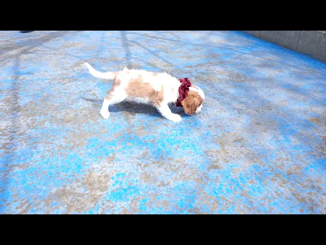 動画