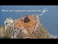 EXPLORE org Two Harbors Nest Little Buddy is a Female Busy Eaglet Funny Cholyn 20 22 May 2022