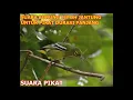 Download Lagu SUARA BURUNG CIPOH JANTUNG UNTUK PIKAT DURASI PANJANG