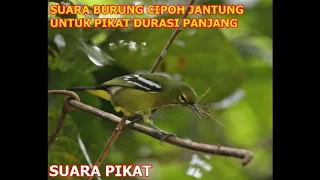 Download SUARA BURUNG CIPOH JANTUNG UNTUK PIKAT DURASI PANJANG MP3