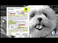 Animal Advocate Pet owner shares nightmare with Rover sitter