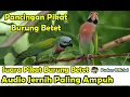 Download Lagu SUARA PIKAT - PANCINGAN SUARA PIKAT BURUNG BETET SUARA JERNIH DIJAMIN PALING AMPUH