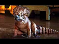 Download Lagu A Dinosaur in the Supermarket | The Mutadon Scene | Jurassic World: Rebirth | CLIP
