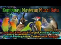 Download Lagu Kombinasi Masteran murai batu dan Burung Lomba #muraibatu #kicaumerdu