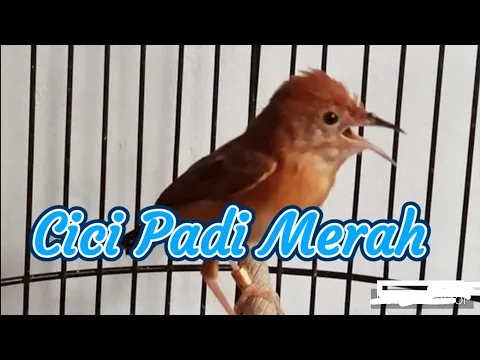 Download MP3 Suara Burung Cici Padi Merah # gacor parah !!!