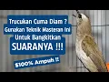 Download Lagu SUARA TRUCUKAN GACOR Ropel Ngalas Buat PANCINGAN TRUCUKAN Agar Bunyi Jadikan Burung Trucuk Gacor