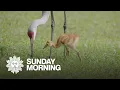 Nature Sandhill cranes and their chicks