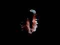 Sub Focus - I Found You (ft. Hayla) [Prospa Remix]