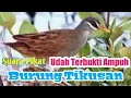 Download Lagu Pikat  Burung Tikusan || Pikat Terbaik 2022