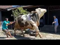 P4NIK SEDUNIA !! SAPI RAKSASA NG4MUK \u0026 M4RAH TANPA KELUH !!