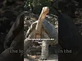 Download Lagu Some information about meet lonesome george 🐢