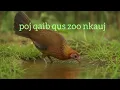 Poj qaib seev zoo 