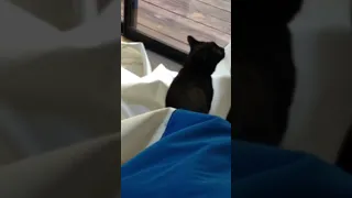 This is why sail lofts don’t have shop-cats! #cat #sailing