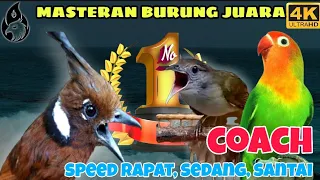 Download Mp3 Cililin vs Kapas Tembak Lovebird _ Masteran Paling Gacor MP3