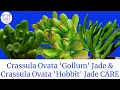 Crassula ovata GOLLUM Jade vs Crassula Ovata Hobbit CARE Propagation MOODY BLOOMS