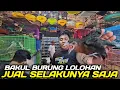 Lagu INI DIA ! CEK HARGA BURUNG LOLOHAN AKHIR TAHUN 2025 DIKIOS PASAR BURUNG PRAMUKA HARI INI