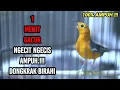 Download Lagu 1 MENIT dijamin GACOR dengan Anis Merah Jantan NGECIT NGECIS ini AMPUH bikin BIRAHI cepat GACOR