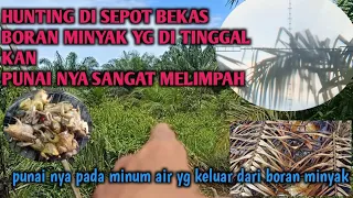 pase control berburu puni di bekas sumur bor yg di tinggalkan punai nya sangat melimpah 