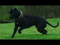 Are Black Pitbulls purebred dogs